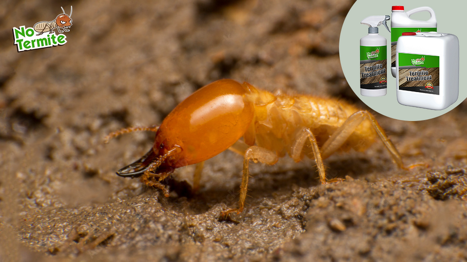 Termite Protection: A Homeowner’s Guide to Termite Success